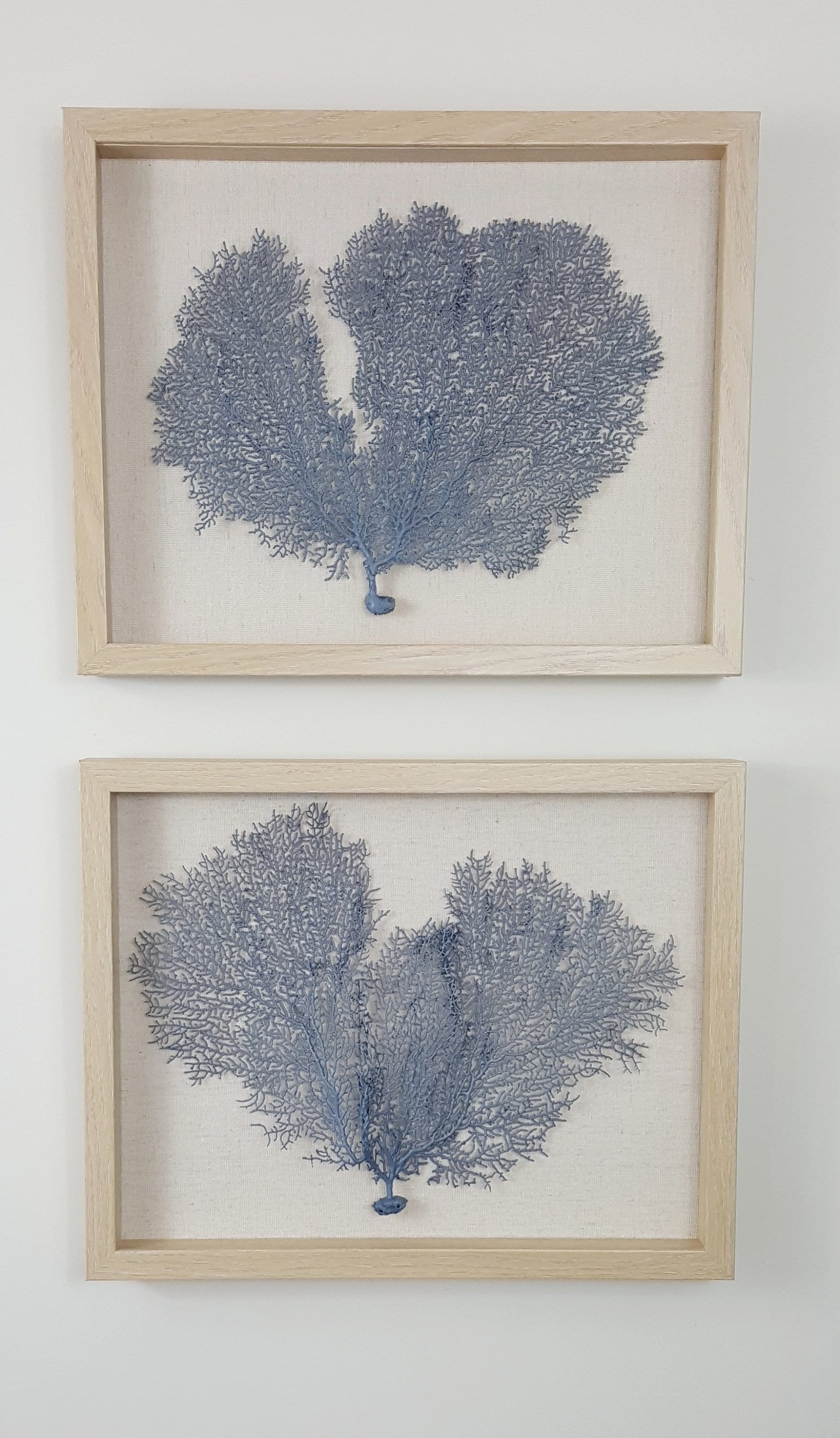 Set of 2 Framed Sea Fans Sea Fan Art Sea Fan Decor Sea Etsy
