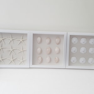 Set of 3, Framed Seashells, Framed Sand dollar, Framed Star Fish, Framed Sea Life, Abalone Shell, Seashell Art, Beach Wall Decor, Shell Art
