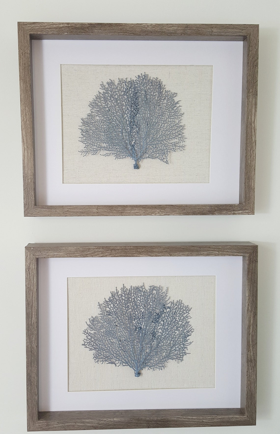 Set of 2 Framed Sea Fans Sea Fan Art Sea Fan Decor Sea Etsy