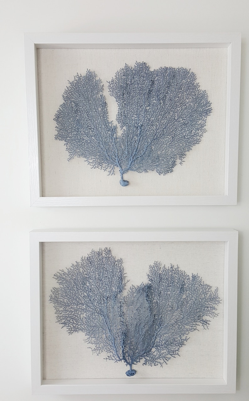 Set of 2 Framed Sea Fans Sea Fan Art Sea Fan Decor Sea Etsy
