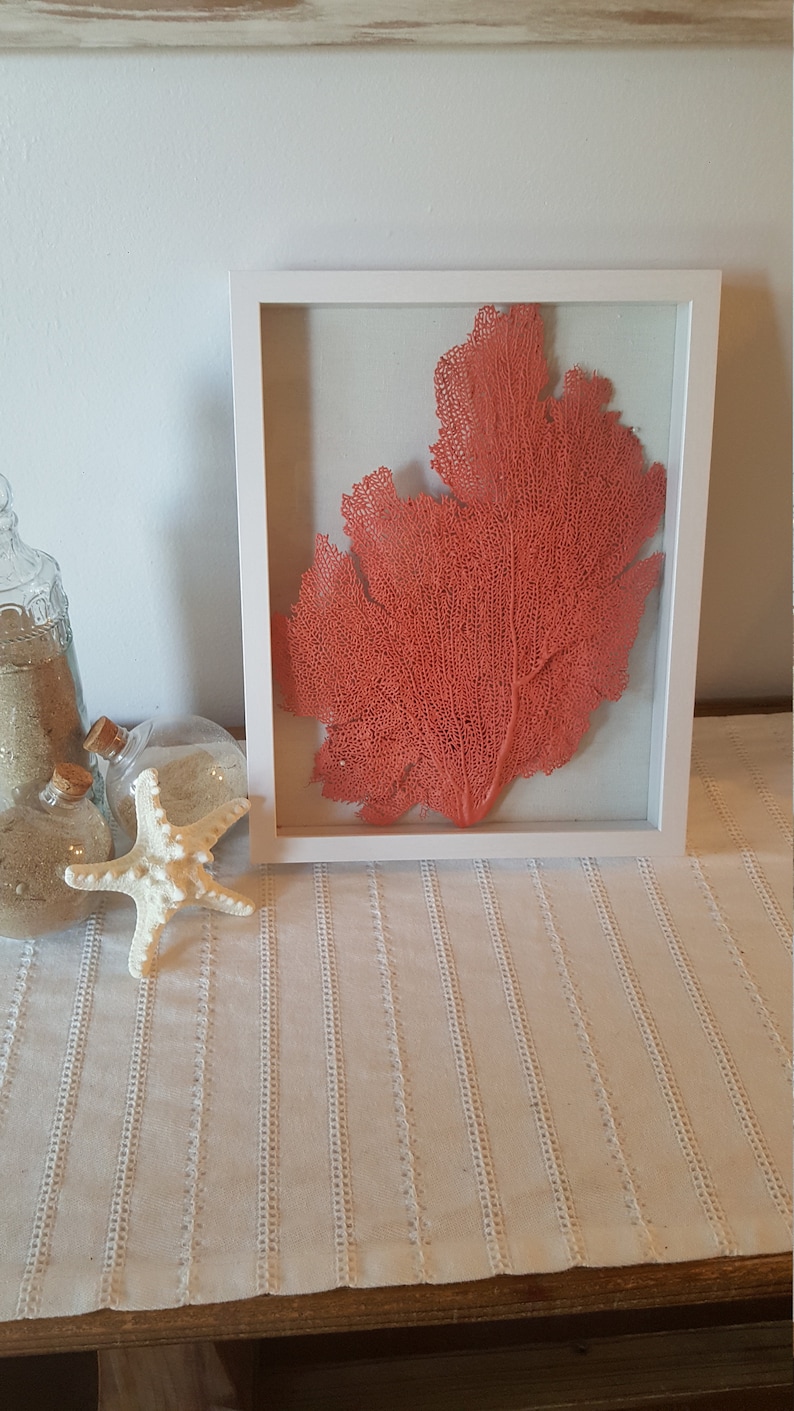 Set of 2 Framed Sea Fans Coral Sea Fans Sea FansSea Fan | Etsy