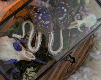 Terrarium with many bones