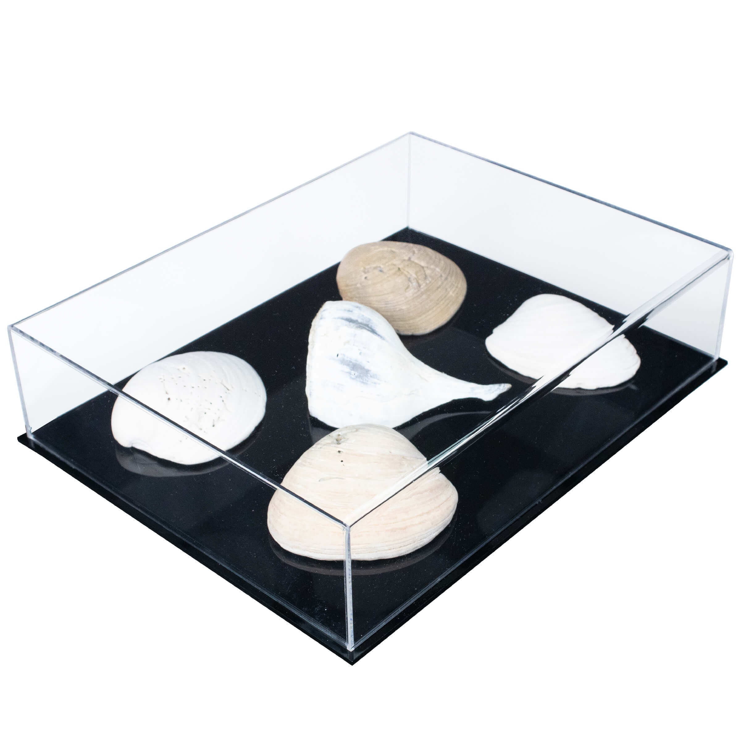 Better Display Cases Acrylic Book Display Case 15.25 x 12 x 9 with  Mirror and Black Base (A025)