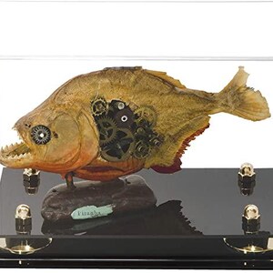 May include: A preserved piranha specimen mounted on a dark base inside a clear acrylic display case. The fish features an exposed mechanical gear assembly on its side and a small label reading Piranha. Four gold-toned metal nuts secure the base.