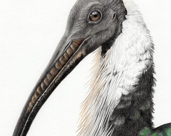 Straw-necked Ibis - A3 Print