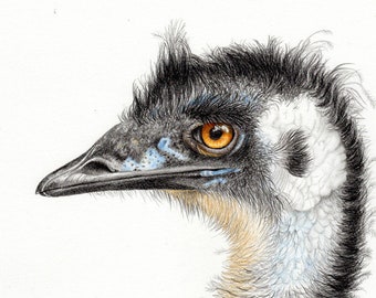 Australischer Emu - A3 Print