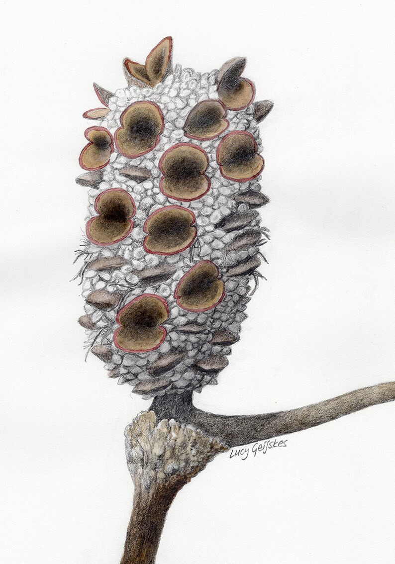 Banksia Seed Pod Drawings Set of Three set Number 3 - Etsy
