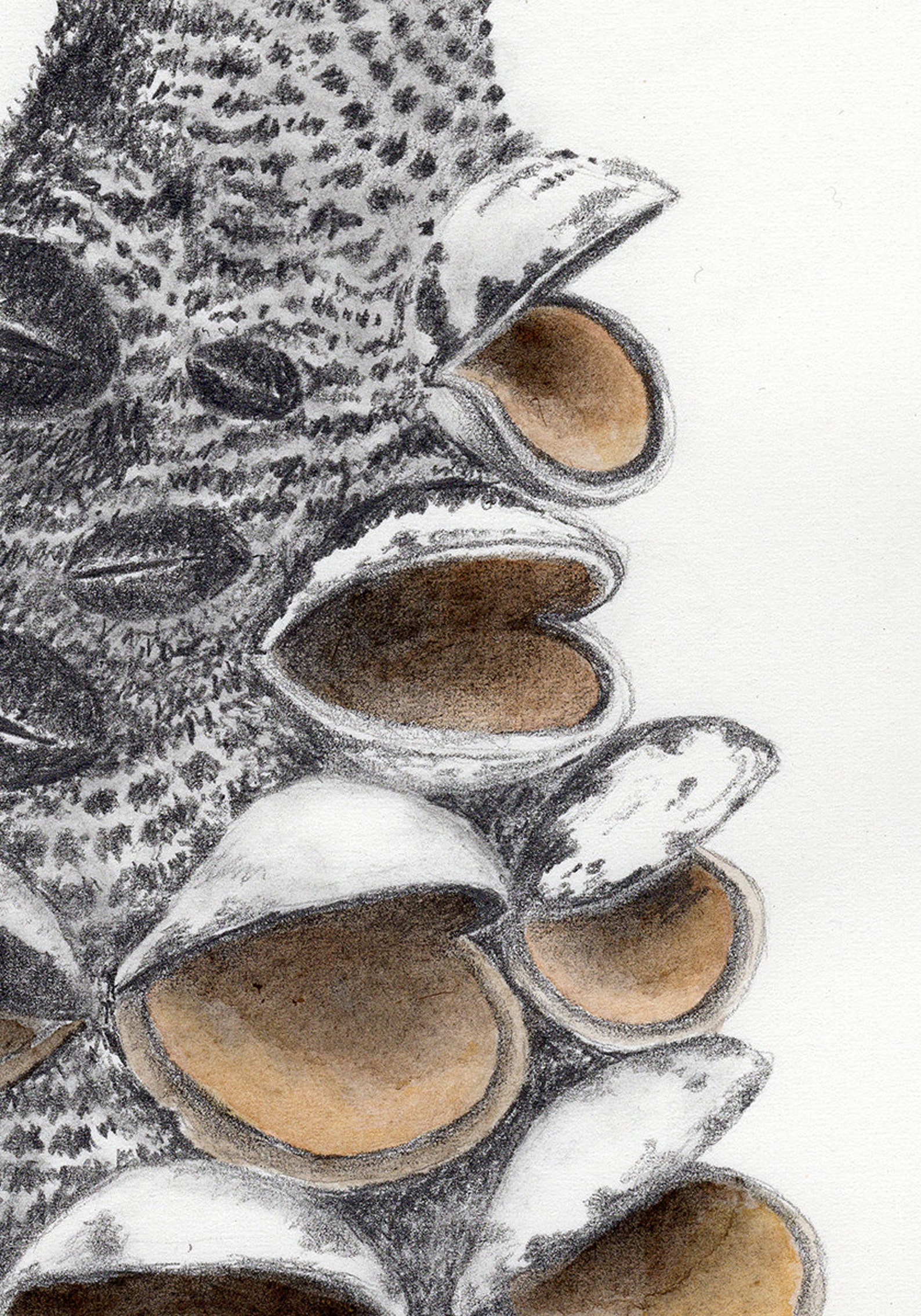 Banksia Seed Pod Drawing 2 - Etsy
