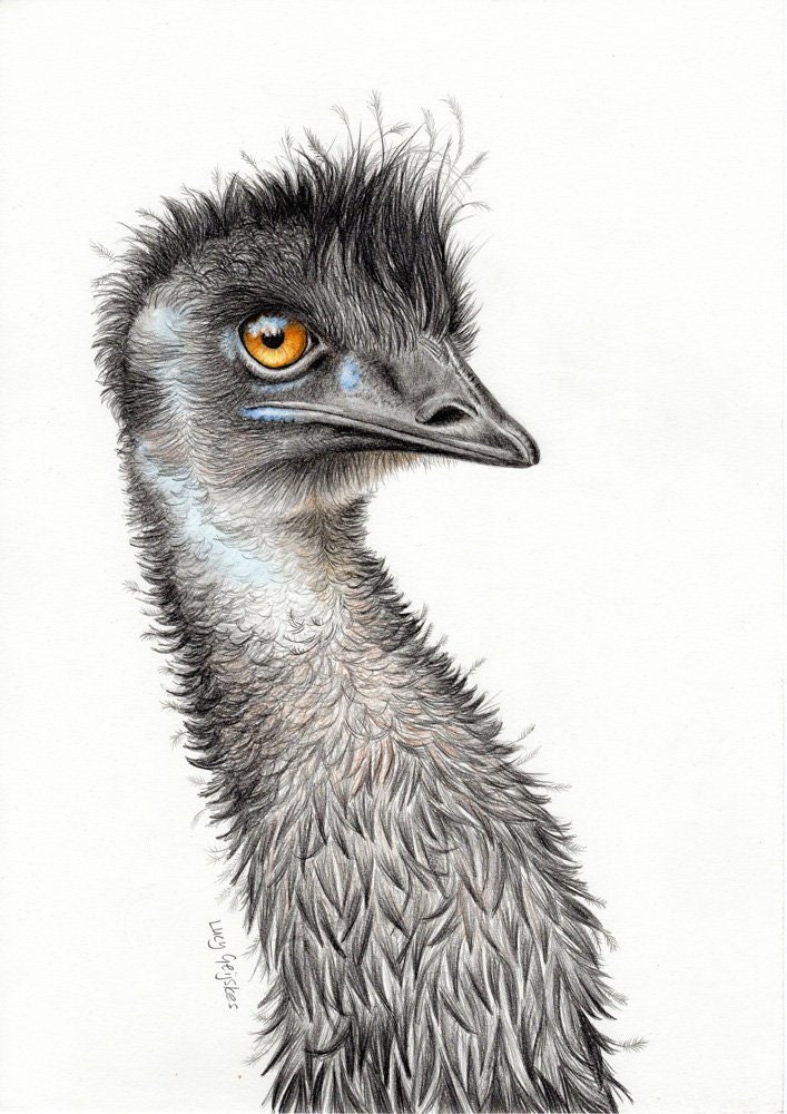 Emu Three Coloured Pencil Drawing Etsy