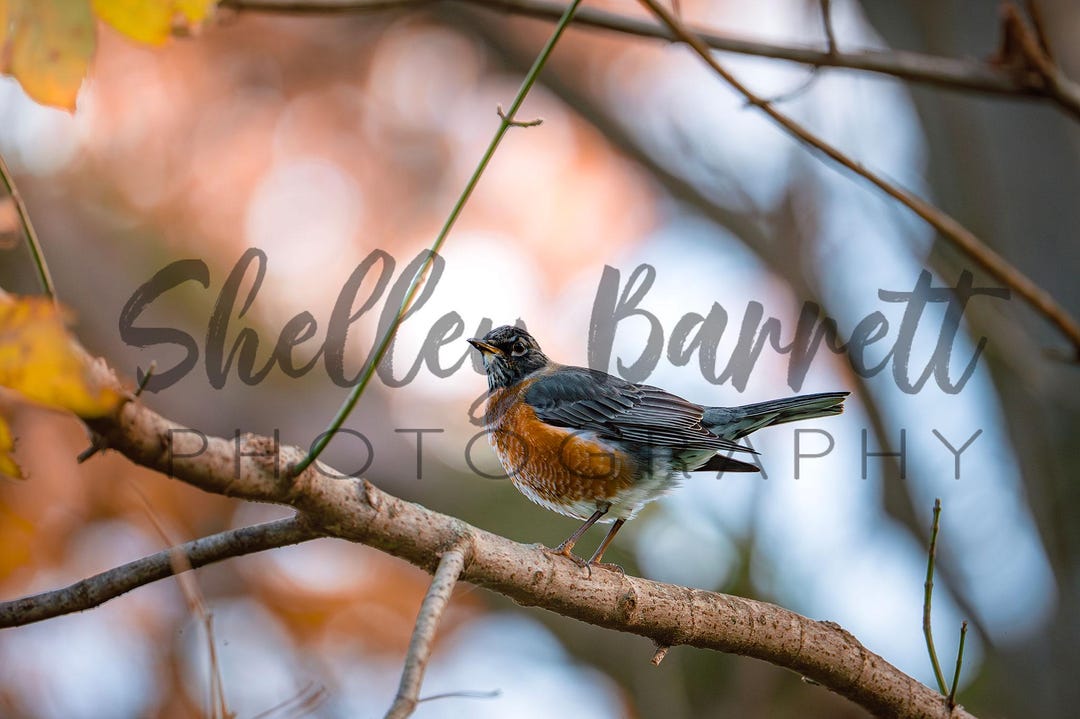 Robin Falling Fall Colored Background American Robin – Digital Bird Photography ...