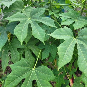 established medium sized chaya plant with minimun 3/4&quot; stem. Cnidoscolus chayamansa, tree spinach, chayamansa. easy, abundant greens!