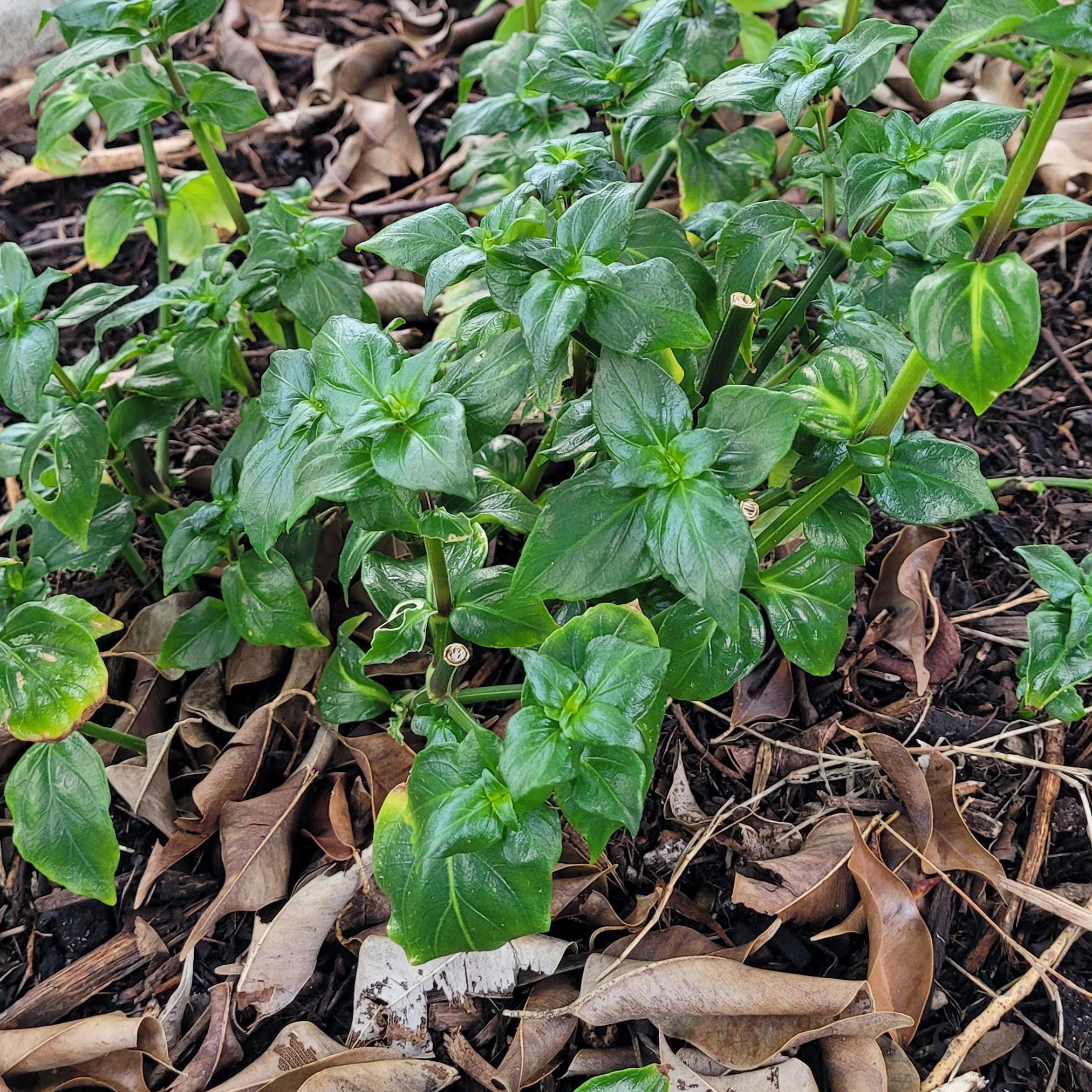 mushroom herb - Rungia klossii. crisp nutritious greens are good raw or cooked. two small plants grown from cutting with good root mass