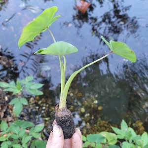 Live Taro Plants - small - edible taro - Colocasia esculenta - eddo variety. tubers and leaves edible When Cooked Correctly