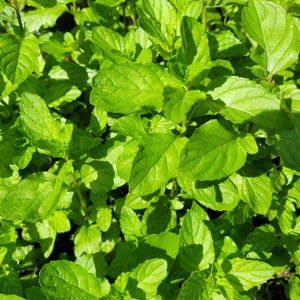 Live spearmint starter plants - 3 healthy plants grown from cuttings. great for aromatherapy or tea