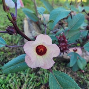 Jamaican roselle SEEDS - Hibiscus sabdariffa (Jamaican sorrel, Florida cranberry, red sorrel, sour leaf, Flor de Jamaica)