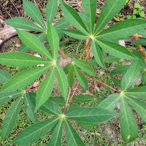 moringa, chaya, cassava cuttings . choose one or the variety pack . nice thic ones!