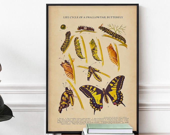 Swallowtail Butterfly Life Cycle Print - Vintage Natural History Wall Art, Antique Book Page Poster, Maximalist Decor, Framed or Unframed