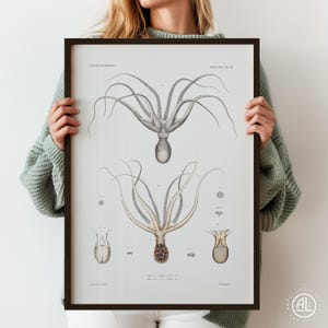 Lámina de pulpo neutro para pared: ilustración vintage de biología marina, póster de historia natural costera, tabla científica antigua de cefalópodos