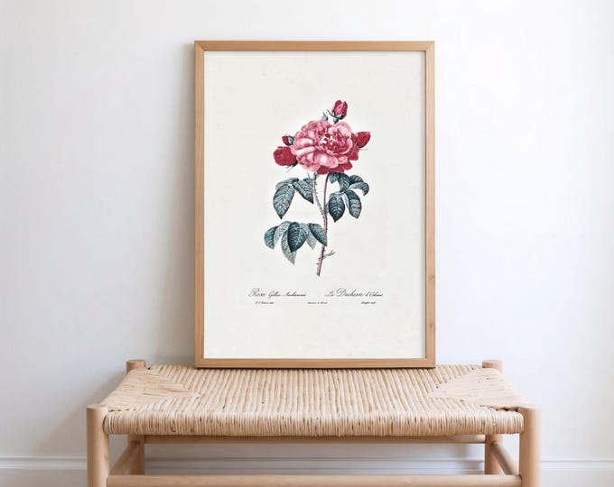 Redouté Rose Print - La Duchesse d’Orléans French Botanical Art, Vintage Flower Poster