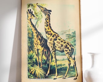Vintage Giraffe Print - John Karst Illustration, Safari Animal Art