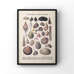 Könnte beinhalten: Ein gerahmter Lehrdruck mit dem Titel British Shells of Land and Water, der siebenundzwanzig nummerierte Abbildungen verschiedener Muschelschalen in Braun-, Grau- und Cremetönen zeigt, angeordnet auf einem hellbeigen Hintergrund mit Legende.