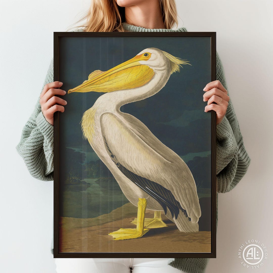 Audubon Pelican Print - Vintage Natural History Bird Art - Etsy UK