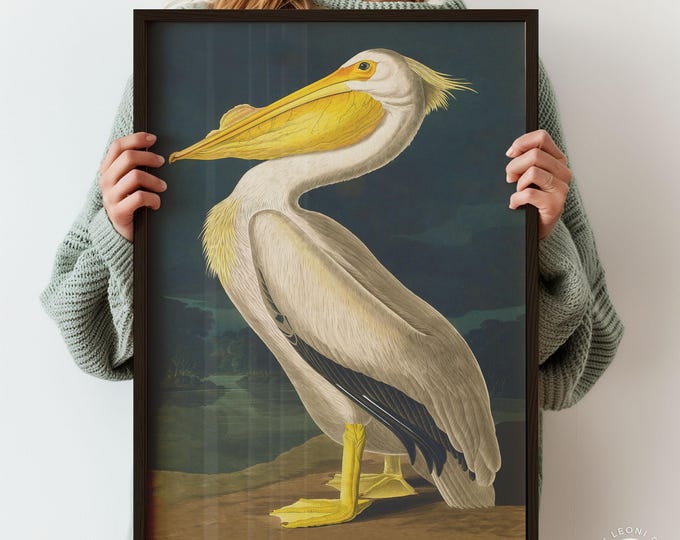 Audubon Pelican Print - Vintage Natural History Bird Art