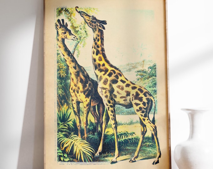 Vintage Giraffe Print - John Karst Illustration, Safari Animal Art