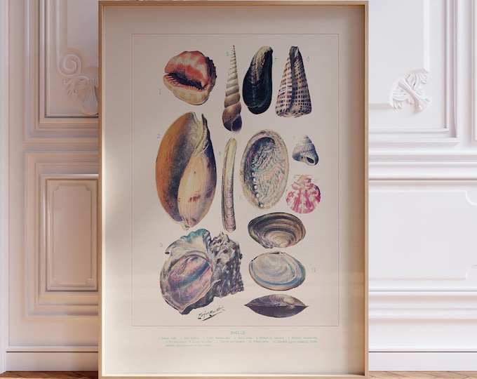 Vintage Shells Poster - Louis Fairfax Muckley Antique Bookplate Art Print