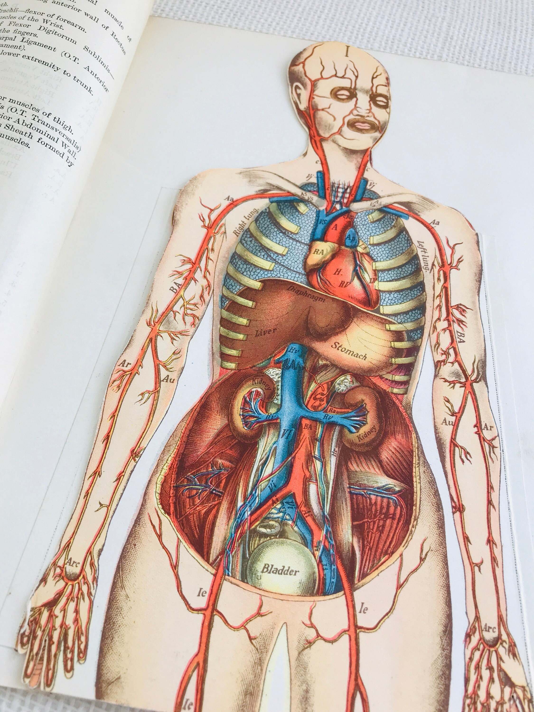 Antique Medical Anatomy Bookplate 3D Fold Out Chromolithograph Diagram