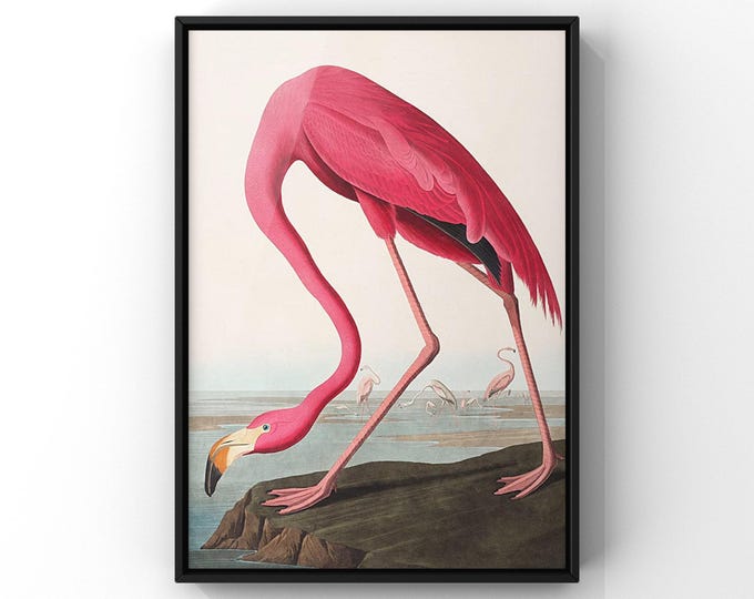 Vintage Flamingo Wall Decor - Pink Bird Fine Art Print