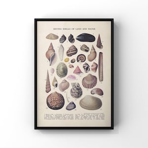 British Shells of Land and Water Print, Vintage Book Plate Poster Chart, Shells Wall Decor, Natural History Wall Art, Framed or Unframed
