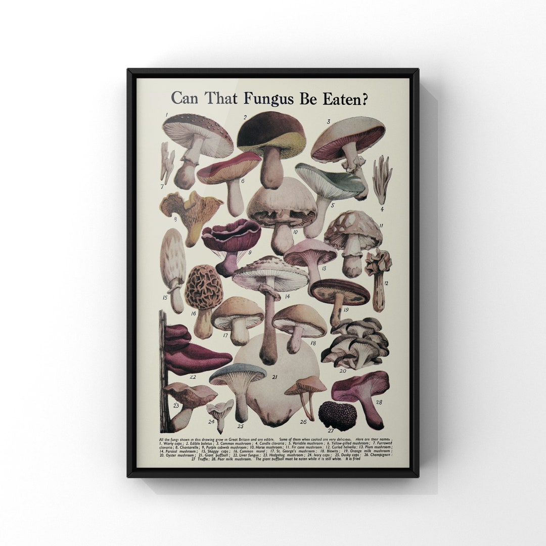 Mushroom Botanical Species Identification Chart Print, Can That Fungus