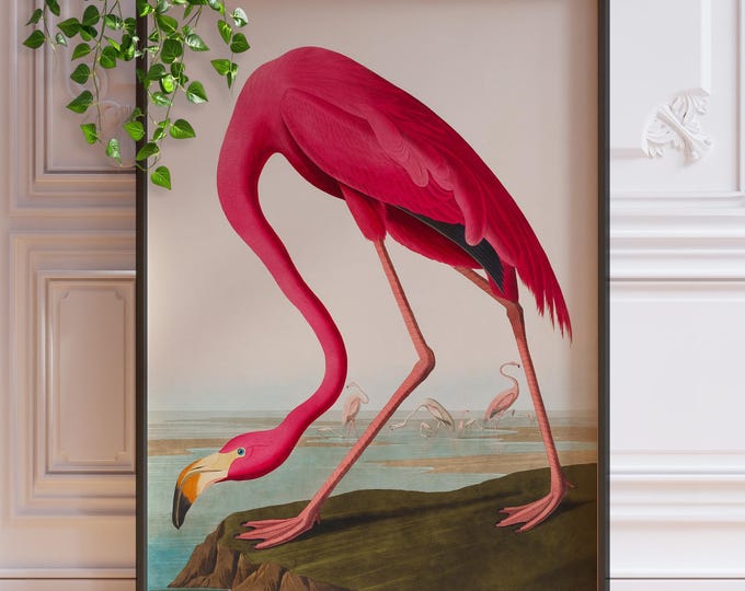 Vintage Flamingo Wall Decor - Pink Bird Fine Art Print