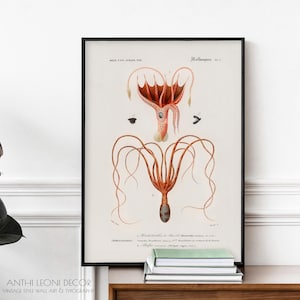 Lámina de pulpo vintage, ilustración antigua de biología marina, póster de historia natural de cefalópodos, decoración náutica costera / O-CDO-NH-AL
