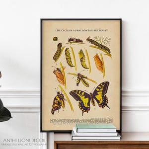 Levenscyclusprint van de zwaluwstaartvlinder - Vintage natuurhistorische wanddecoratie, poster van een antieke boekpagina, maximalistische decoratie, ingelijst of oningelijst.