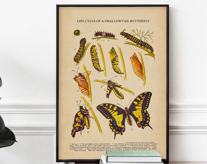 Swallowtail Butterfly Life Cycle Print - Vintage Natural History Wall Art, Antique Book Page Poster, Maximalist Decor, Framed or Unframed