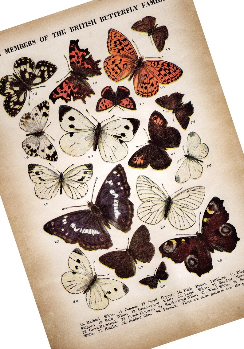 More Members of British Butterflies Families Print Butterfly Etsy