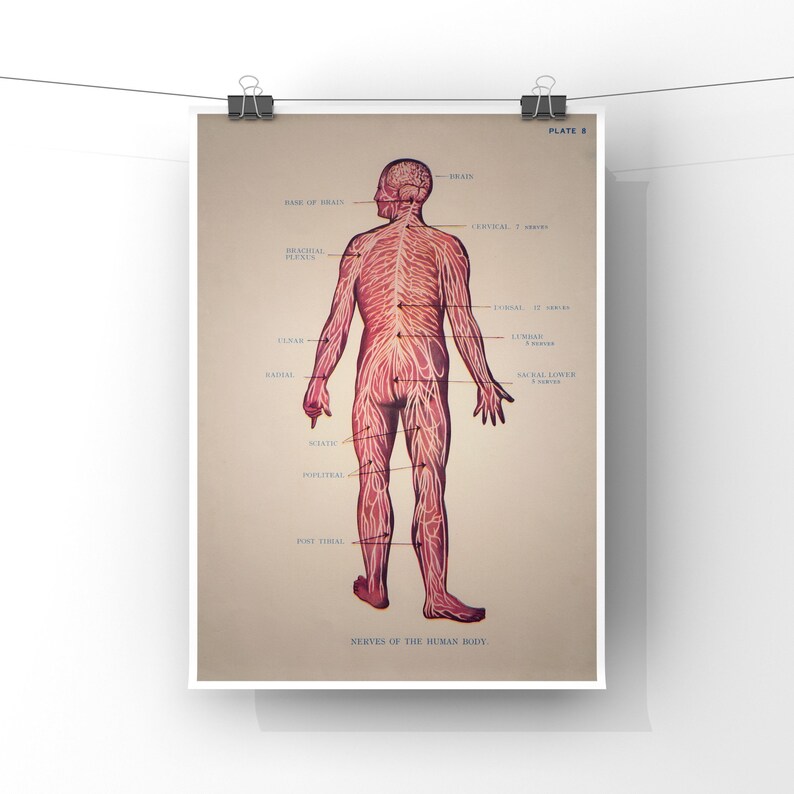 Nerves of the Human Body Unframed Bookplate Print Human Anatomy Print Human Nervous System Chart SC00036