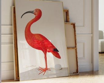 Scarlet Ibis Art Print - Red Bird with Egg by Maria Sibylla Merian Poster