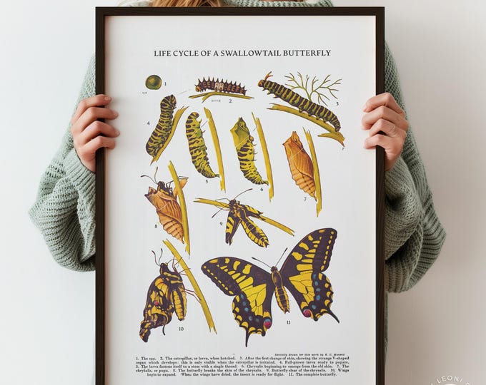 Life Cycle of a Swallowtail Butterfly Wall Art – Natural History Illustration, Framed or Unframed
