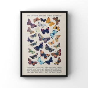 vlindervoorbeeldgrafiek, zeldzame en uitgestorven vlinders, blauwe vlinder muurkunst, antieke vlinder bladwijzer posterprint | GEDRUKT