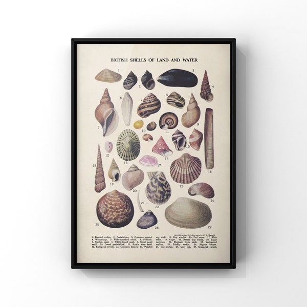 British Shells of Land and Water Print, Vintage Book Plate Poster Chart, More Colours Available, Shells Wall Decor, PRINTED Poster Print