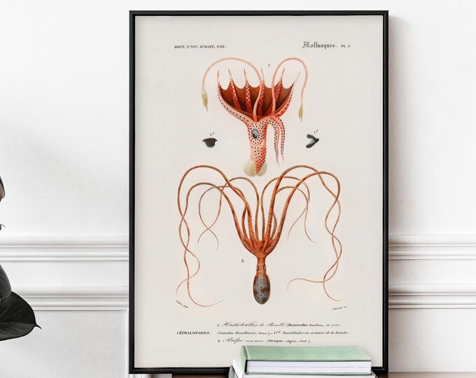 Octopus Wall Art Print - Vintage Natural History, Coastal Nautical Decor