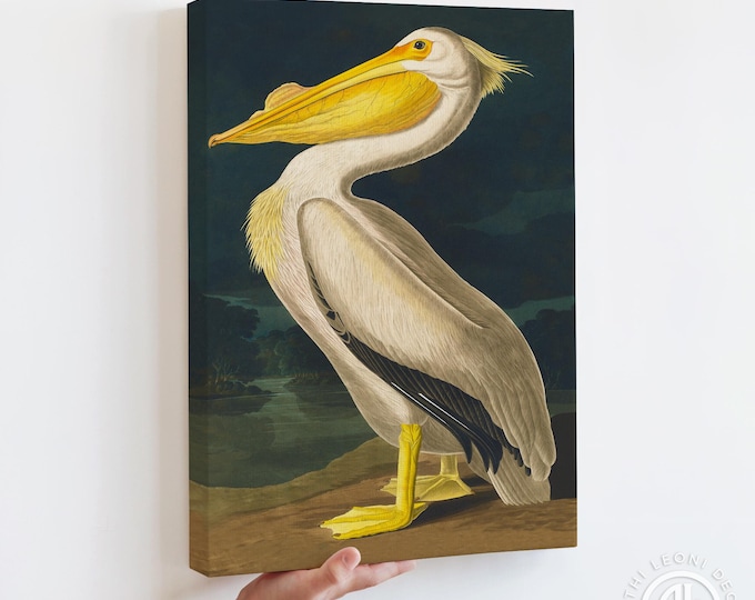 Audubon Pelican Canvas Print - Vintage Coastal Bird Wall Art
