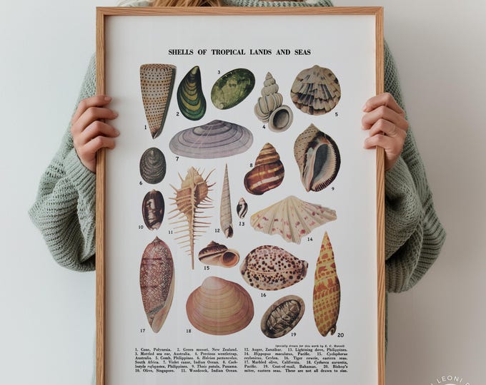 Tropical Shells Chart Print - Coastal Beach House Decor, Framed or Unframed