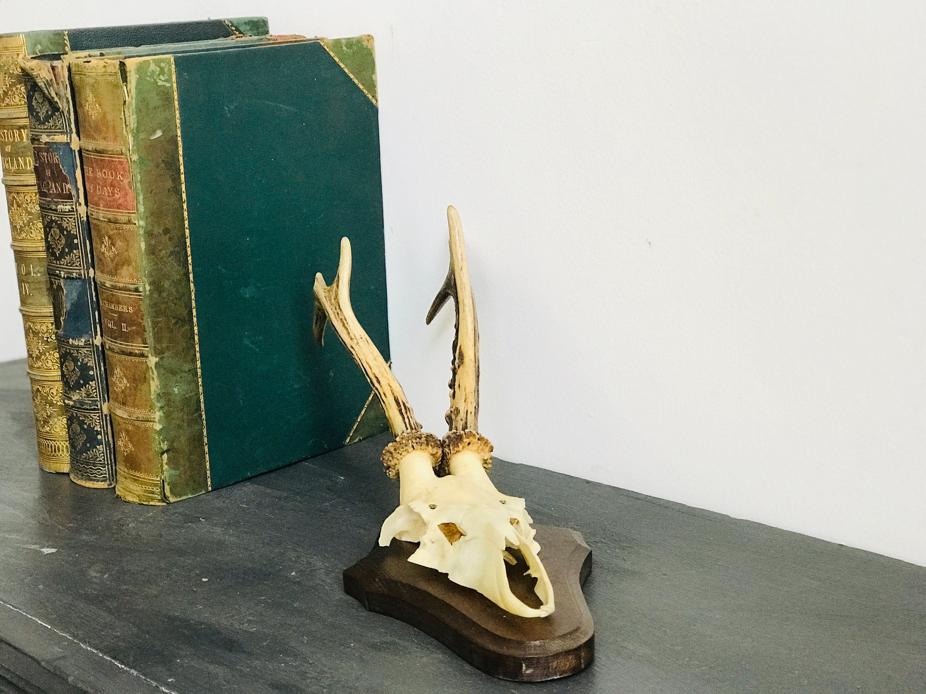 Vintage Animal Skull Head With Horns Home Decor Curio