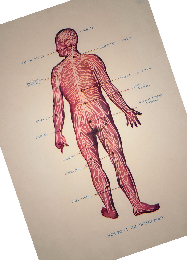 Nerves of the Human Body Unframed Bookplate Print Human Anatomy Print Human Nervous System Chart SC00036