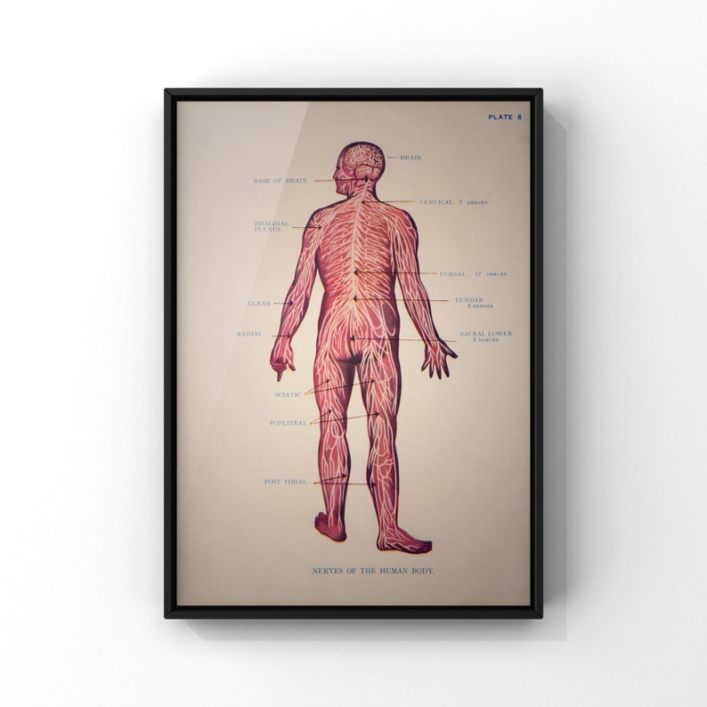 Nerves of the Human Body Unframed Bookplate Print Human Anatomy Print Human Nervous System Chart SC00036
