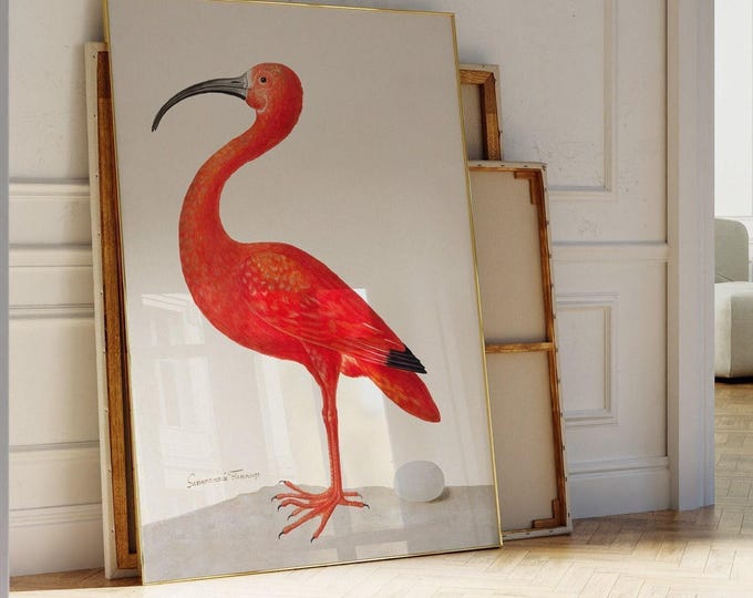 Scarlet Ibis Art Print - Red Bird with Egg by Maria Sibylla Merian Poster